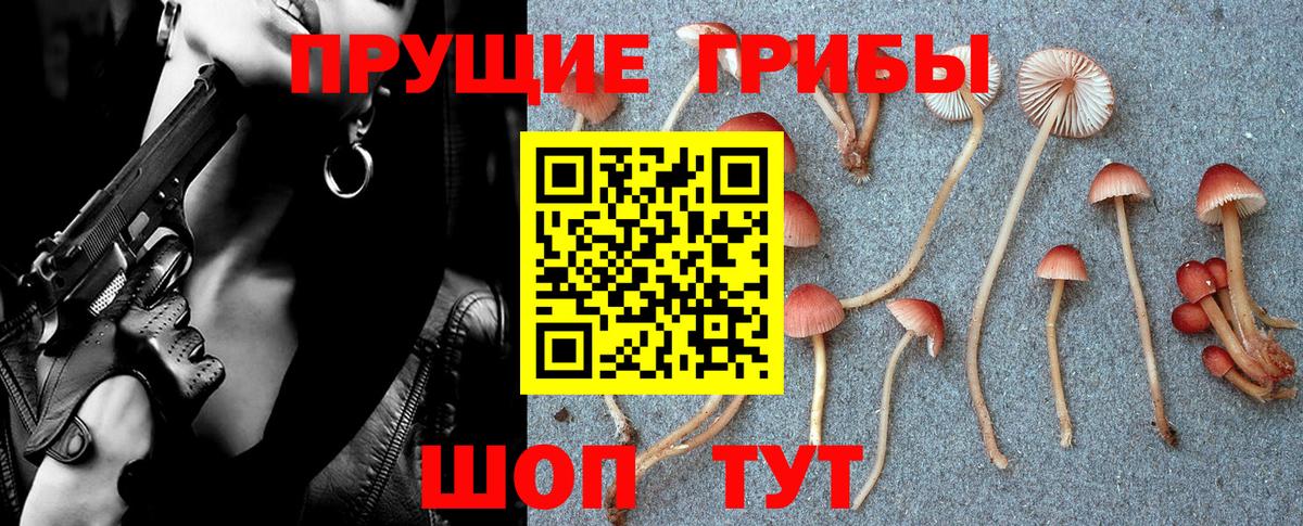 купить наркотики цена  Вход с VPN  Черногорск  Галлюциногенные грибы Psilocybine cubensis 